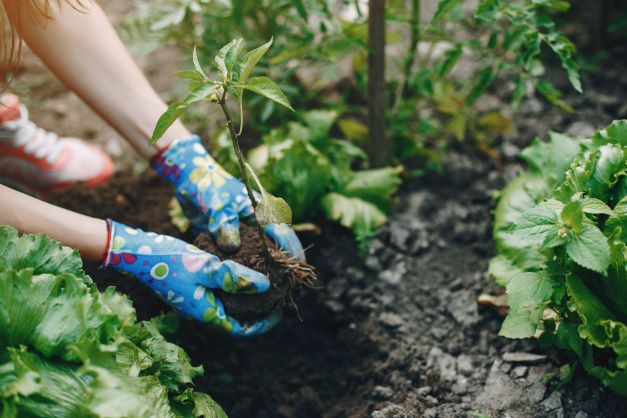 Your Spring Garden- Planting for Healthy Bowels